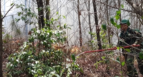 Hơn 1.000 người tham gia chữa cháy cứu rừng thông đặc dụng Thiên Thai