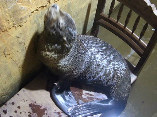 Ngư dân bàn giao hải cẩu mắc cạn trước khi thả về biển