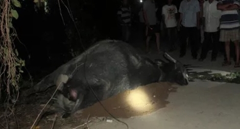 Trâu bị điện giật chết do dây viễn thông “kéo chui” trên cột điện