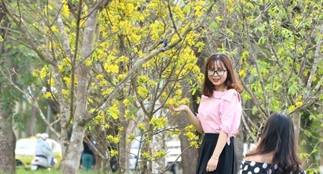 Vườn mai cổ thụ bung nở ‘vàng rực’ trước Kinh thành Huế hút giới trẻ