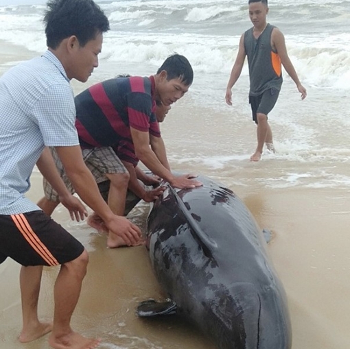 Cứu hộ cá heo nặng 300kg mắc cạn ở bờ biển
