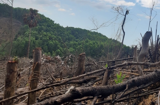 Thừa Thiên Huế lý giải việc hơn 800ha rừng tự nhiên “bốc hơi”