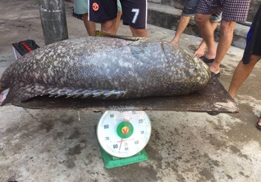 Thu hoạch cá mú nghệ “khổng lồ” nuôi trên phá Tam Giang