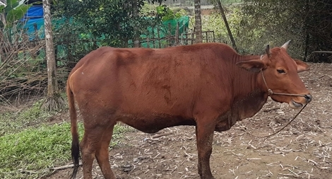 Gần 500 con gia súc bị chết rét ở một huyện