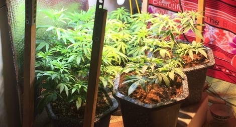 Lên mạng đặt mua hạt giống cần sa về nhà trồng