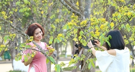 Xây dựng Huế thành xứ sở mai vàng của Việt Nam