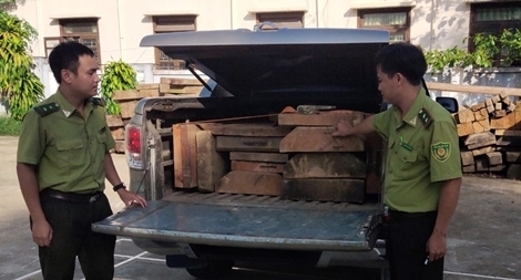 Tài xế ô tô dùng nhiều biển số giả ‘ngụy trang’ chở gỗ lậu