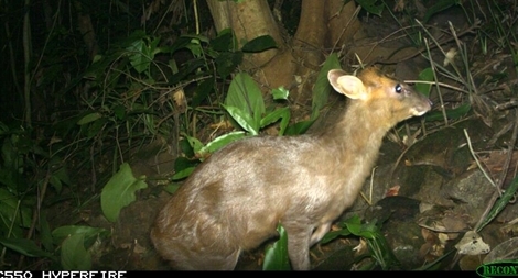 Phát hiện loài mang quý hiếm tại Thừa Thiên Huế