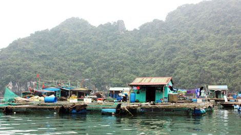 Giảm lồng bè nuôi trồng thủy sản để bảo vệ môi trường đảo Cát Bà
