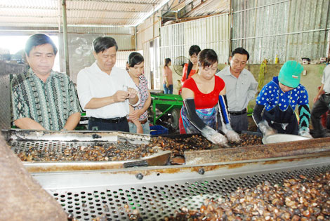 Nhiều DN chế biến điều không đạt chuẩn