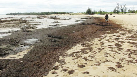 Rong biển phủ kín bờ là hiện tượng tự nhiên