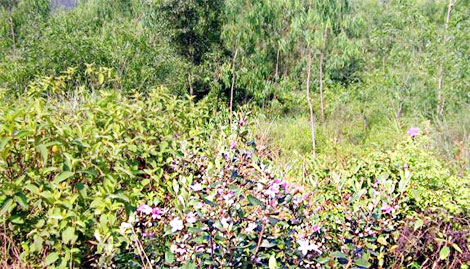 Chuyện của một người mẹ