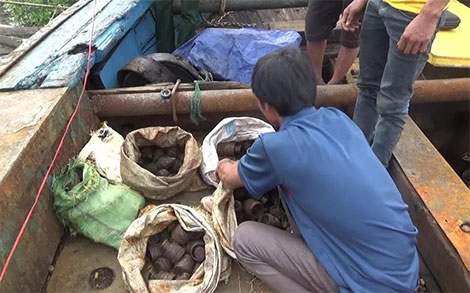 Thợ lặn vớt được nhiều đầu đạn súng cối