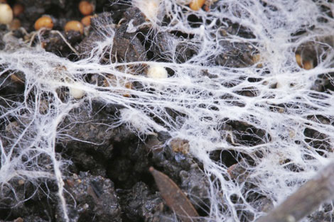 Nấm – “vật liệu xanh” của tương lai: Không chỉ là đồ ăn