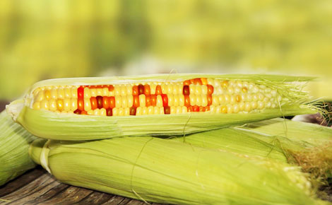 Thực phẩm biến đổi gen: Tranh cãi và vẫn dè chừng