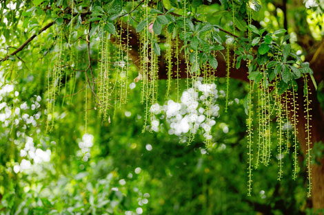 Vàng xưa miên man