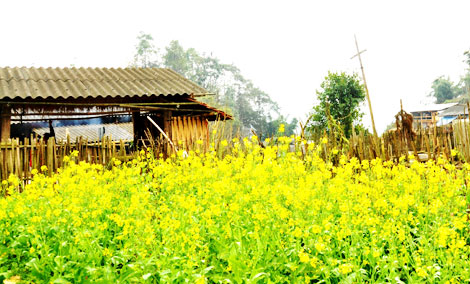 Hoa cải không thể cầm lòng