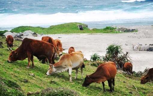 Vận động người dân dừng chăn nuôi bò, dê trên đảo Lý Sơn