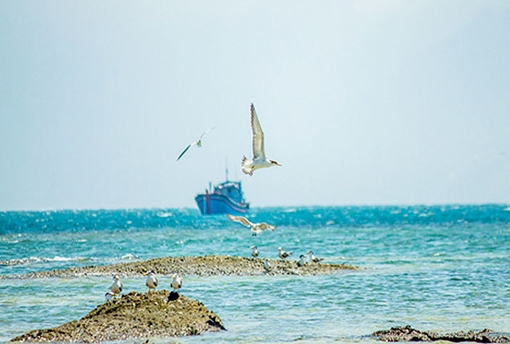 Không rút diện tích trên 1.000ha khu bảo tồn biển Hòn Cau làm dự án nhiệt điện