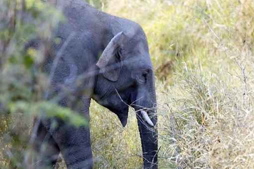 Voi hoang dã ở Việt Nam đã giảm 95% sau 40 năm