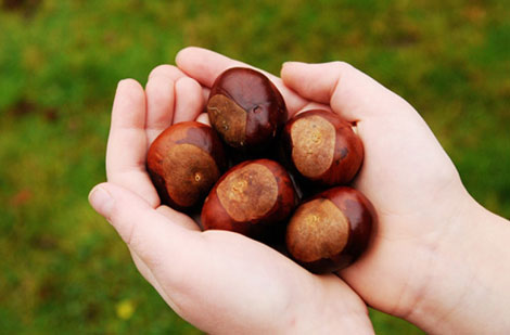 Con ngựa có cánh và cây hạt dẻ