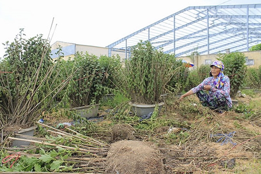 Làng hoa bạc tỉ xơ xác vì mưa lũ