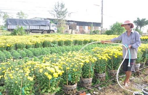 Hoa Tết “đội giá” vì khan hàng