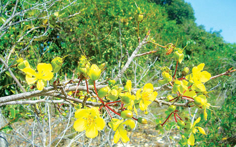 Huyền hoặc mai vàng Panduranga