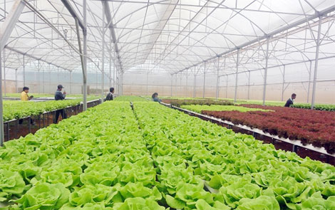 Nông dân làm rau công nghệ cao xuất khẩu sang Hàn Quốc