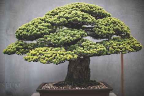 Nên thì lập kiểng trồng hoa