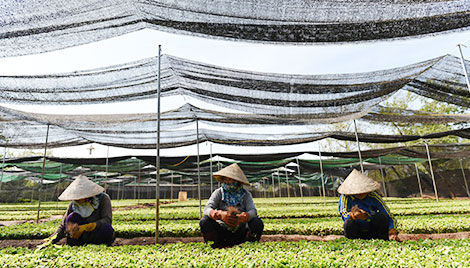 Nghề lạc quan và phóng khoáng