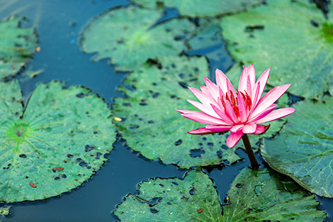 Trên xứ sở của những cánh đồng rau dại