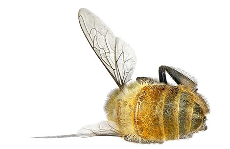  Một con ong chết, tôi buồn lắm