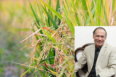 Nhạc sĩ của “Làng lúa làng hoa”