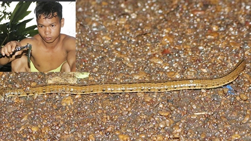 Hãi hùng vì bị đỉa bu đen...tấn công 