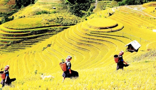 ‘Sóng vàng trên non’ tại Mù Cang Chải