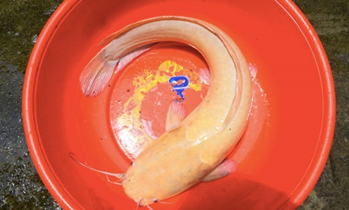 Bắt được cá trê vàng “khủng” vùng miệt thứ Kiên Giang