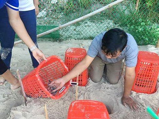 Thả 66 cá thể rùa con ấp nở tại đảo Cù Lao Chàm về biển