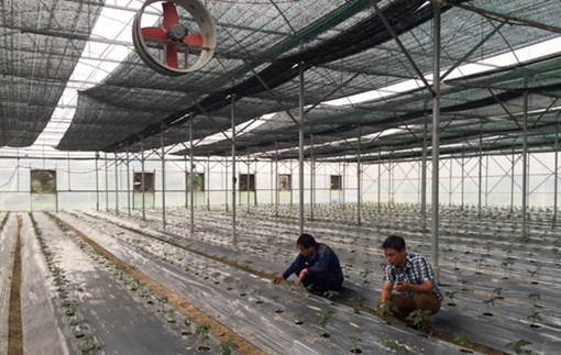 Trồng rau sạch thu tiền tỷ ở Tam Dương (Vĩnh Phúc)