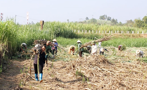 Tìm lối ra cho ngành Mía đường Việt Nam