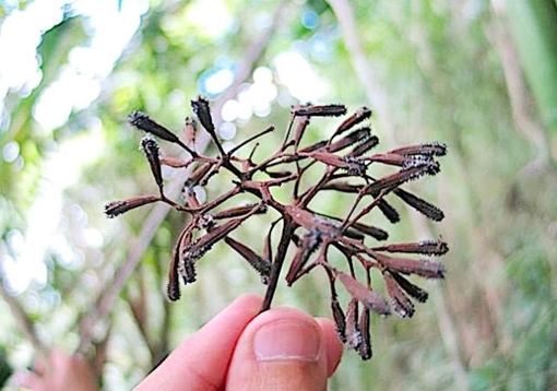 Phát hiện hai loài cây chuyên dùng hạt để bẫy chim