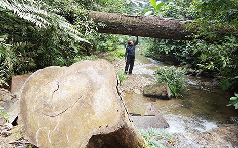  Lời thì thào của mỗi tàng cây