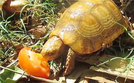 Bổ sung 37 loài vào danh mục cần ưu tiên bảo vệ