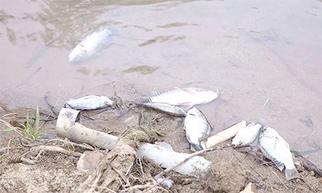 Khẩn trương điều tra, xử lý nghiêm các vụ phá hoại ao vườn của người dân