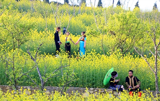 “Quên lối về” với cánh đồng rực vàng hoa cải ở Sa Pa