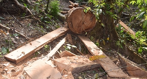 Rừng đặc dụng khu Sông Thanh bị tàn phá