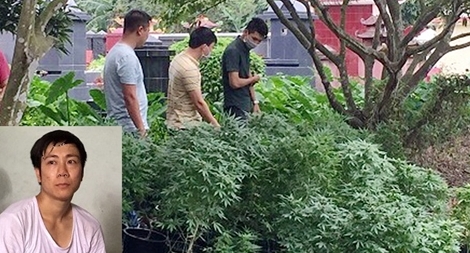 Hình phạt đối với người mua bán, vận chuyển cần sa là rất nghiêm khắc