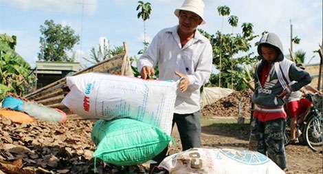 Cảnh giác với “mánh” thu mua rễ cây hồ tiêu của thương lái Trung Quốc