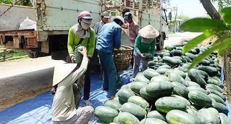 Dưa hấu và nỗi buồn chờ giải cứu