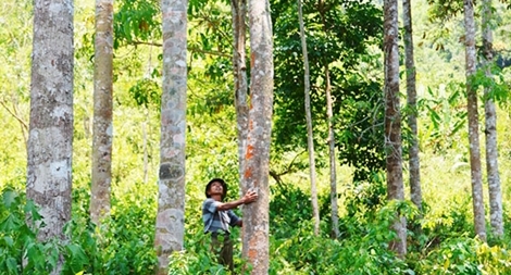 Gặp hai người Vân Kiều trồng cả triệu cây rừng bên đỉnh Trường Sơn
